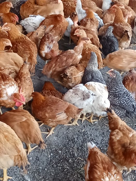 Vînd puicuțe 2 kg 60 lei