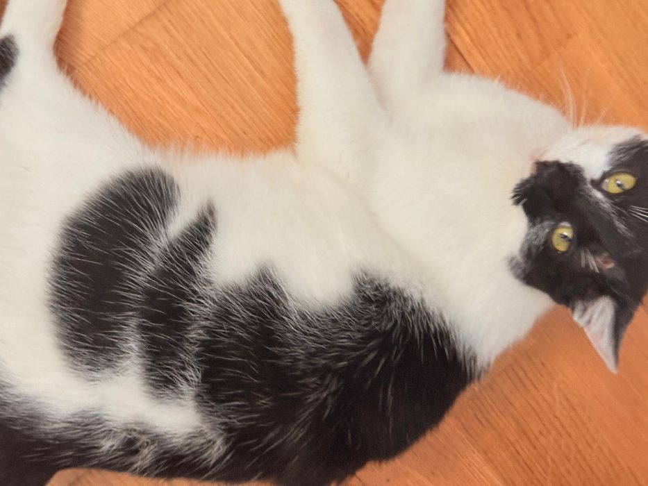 Donez pisica mascul 7-8 luni Bucuresti, Ilfov sau Constanta