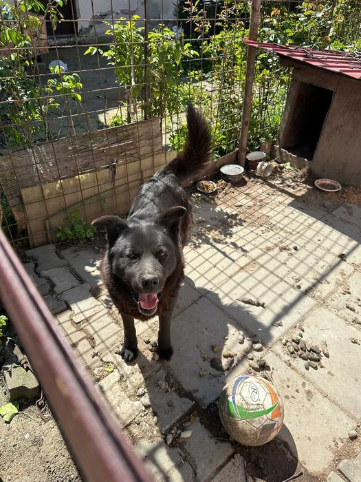 Adoptie caine de curte