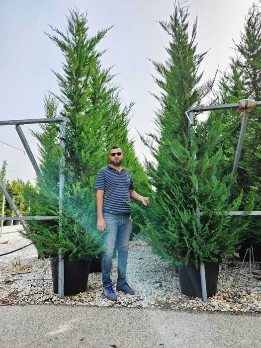 Cupressocyparis Leylandi Vesnic Verde pentru Curte