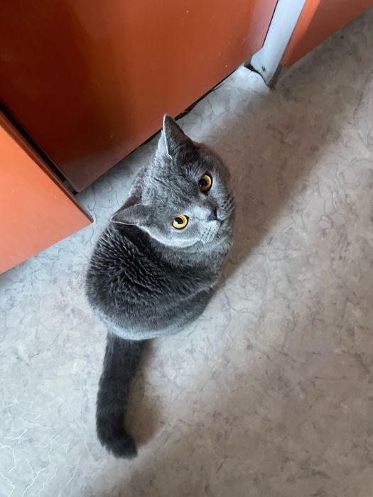 чистопородная британка для вязки