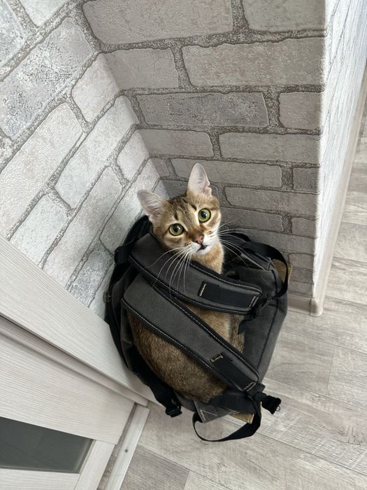 Отдам кота в хорошие руки