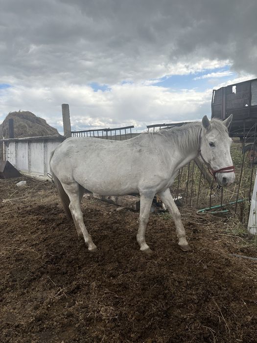 продам Кобылу жеребую