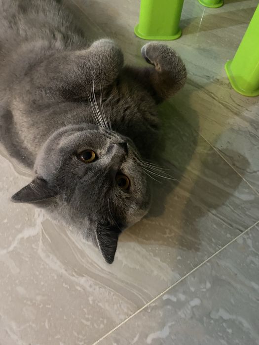 ‼️Motan British Shorthair Blue 11 luni
