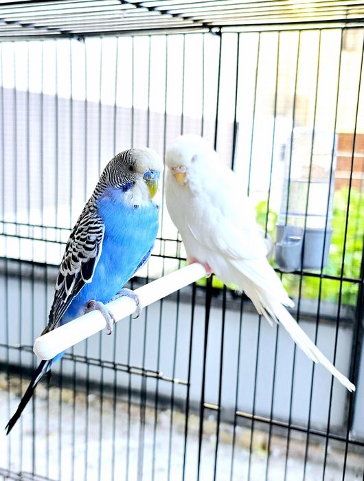 Волнистый попугай Valnistiy para