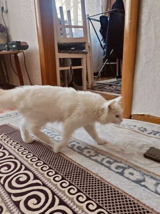 Ангора 7-8месяцев мальчик