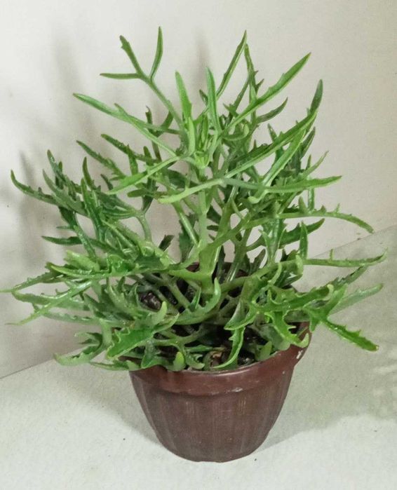 Продам.  «Оленьи рожки» - лациниата.