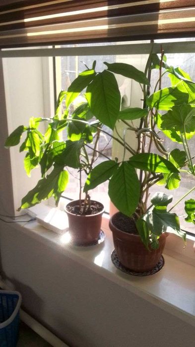 Хона гуллари сотилади