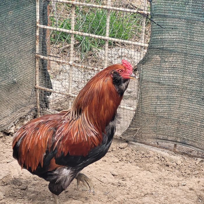 Perche araucane( 1 cocos + 1 gaina)