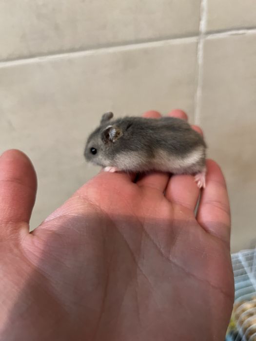 Продам хомяков…..