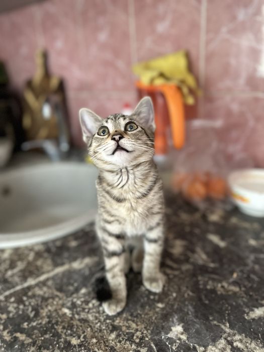 Котеное мальчик в добрые руки