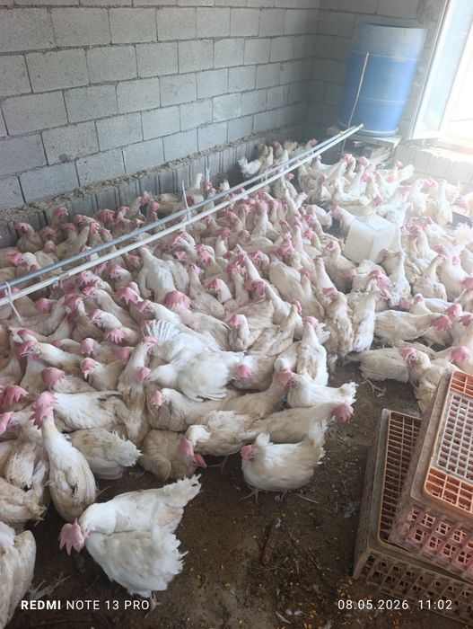 Продам несушки ломан Вайт