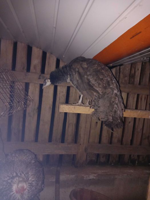 Продавам женски паун