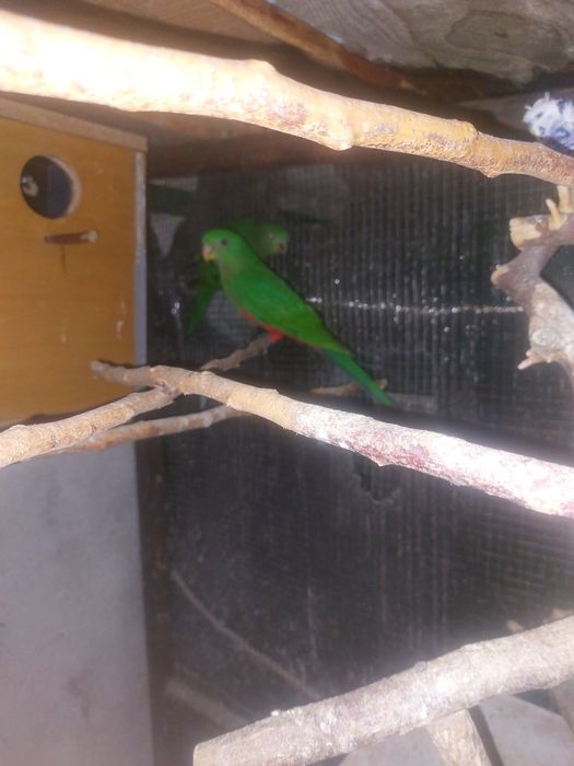 Papagali Rege Australian