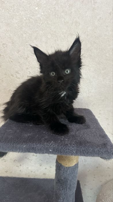 Мейн-Кун Продажа Питомник