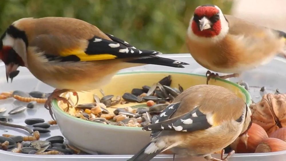 Корм для канарейк и диких птиц