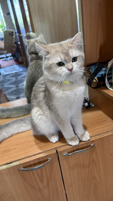 Скотиш Фолд Шиншиллы на вязку