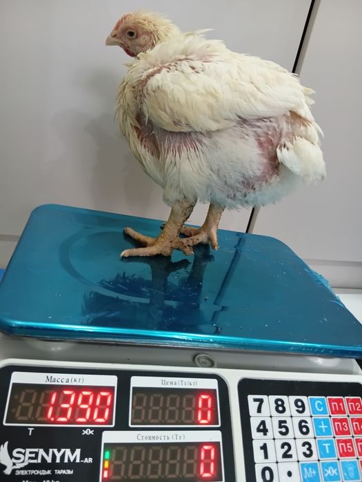 Бройлеры живой вес2000тг сатылады
