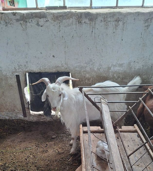 Animale domestice