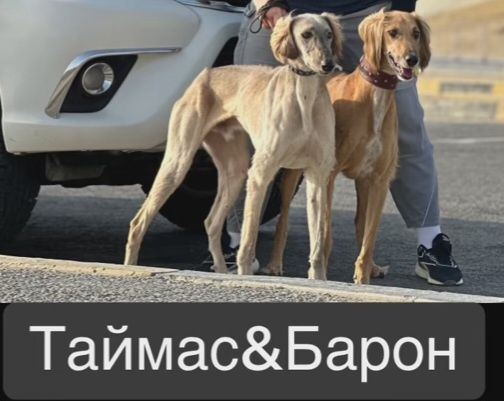 Таза қан тазы күшік