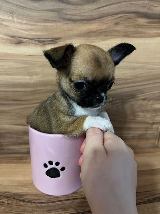 Продавам мини чихуахуа