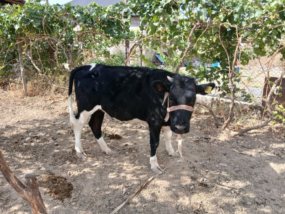 Таналар, Телята ,