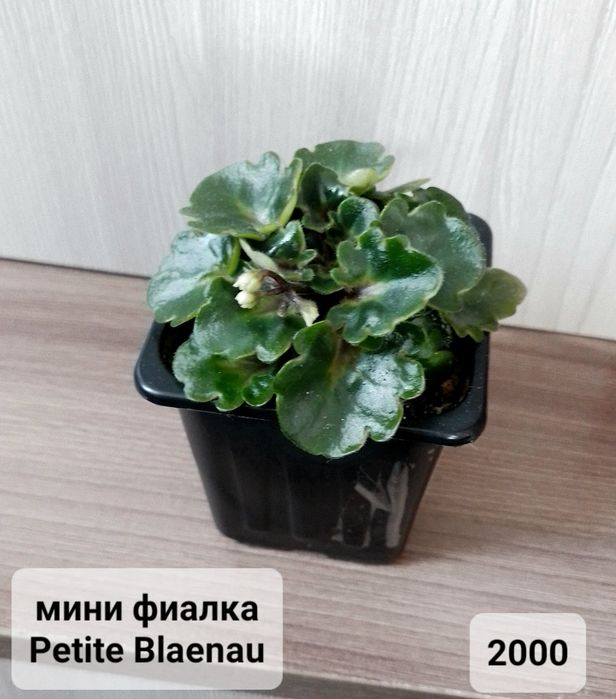 Комнатные цветы.