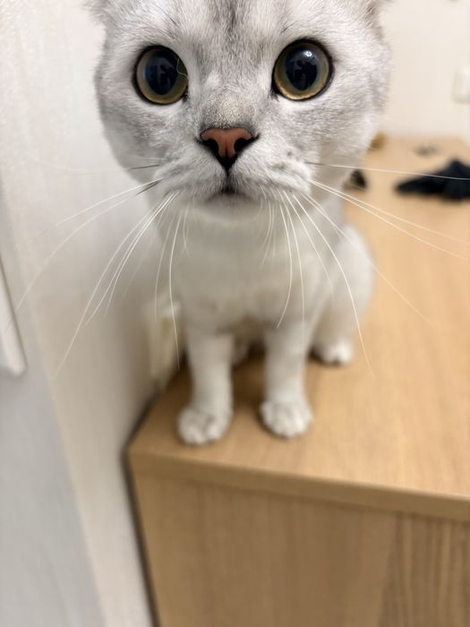 Шотландская вислоухая кошка