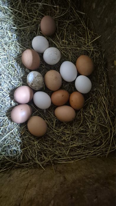 Продам яйцо инкубационное