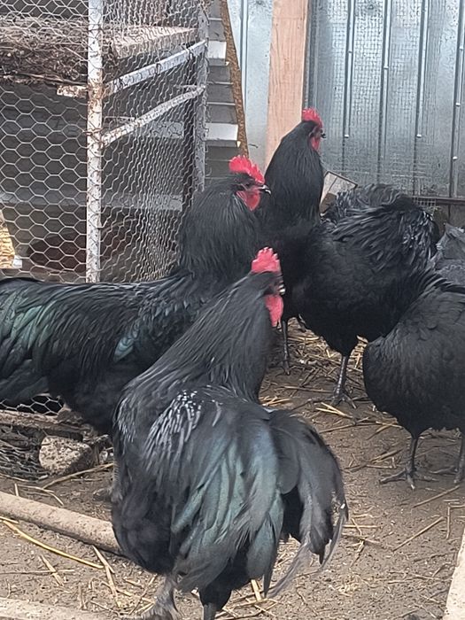 Cocoș Australorp  de vânzare
