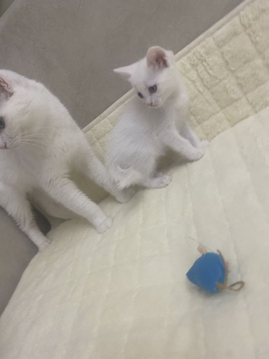 Белый котенок, мальчик, турецкий ван