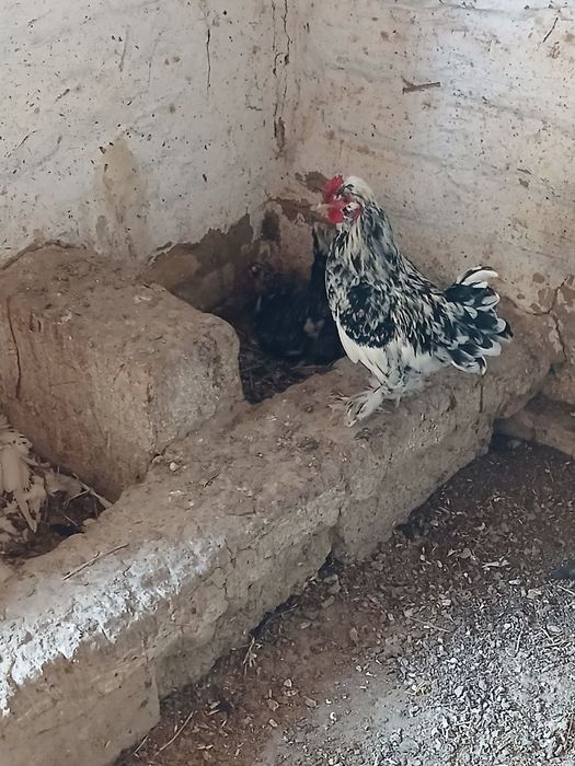 Yapon tovuq sotladi