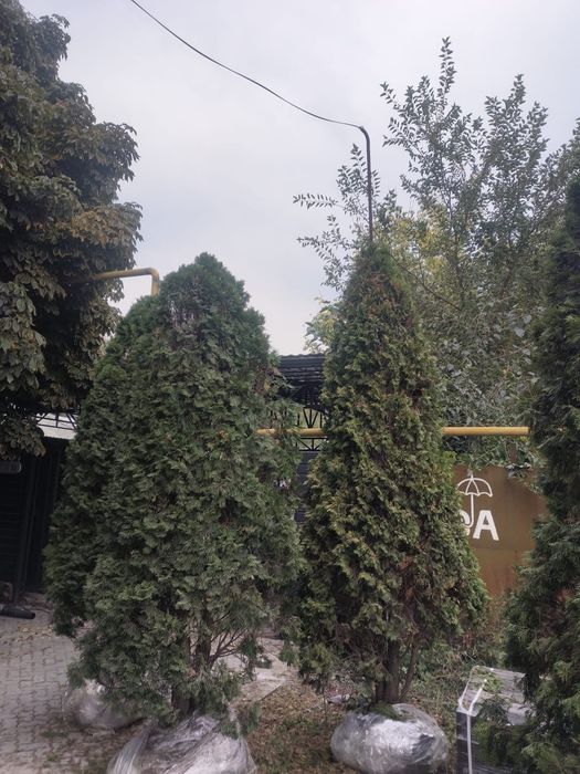 Продаются туи смарагд 3м