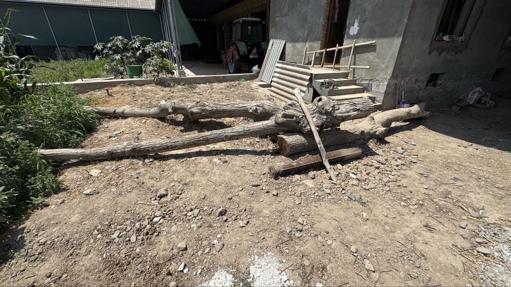 Срочноо продам !!! Тайёр кесилган ёнгоқ дарахти