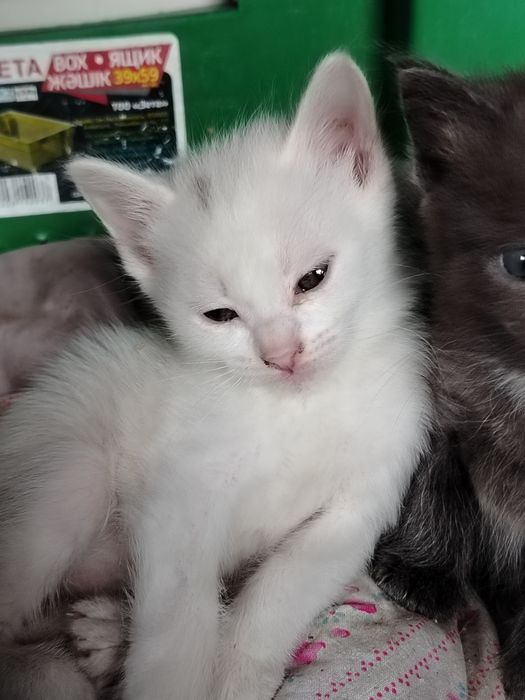 Отдам котят в добрые руки