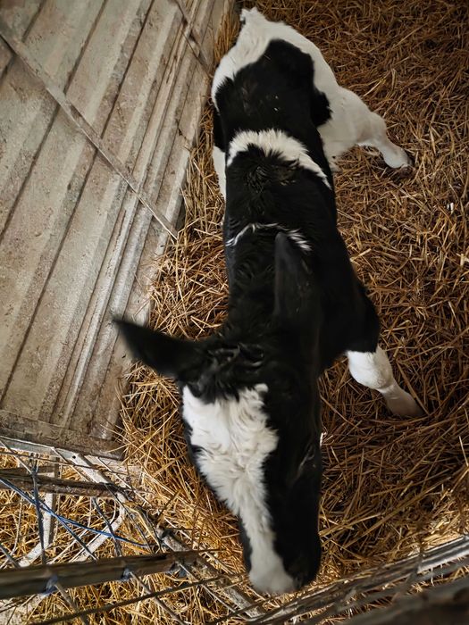 Vand vitei holstein (Bihor)