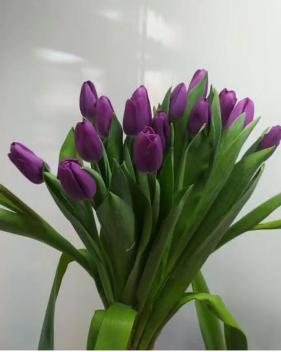 Тюльпаны к 8 марта!!!