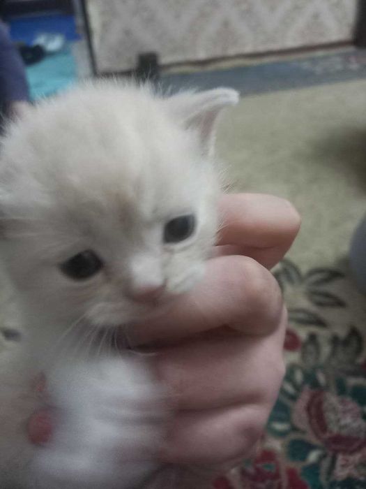 Scottish strayt 2 yarim oylik