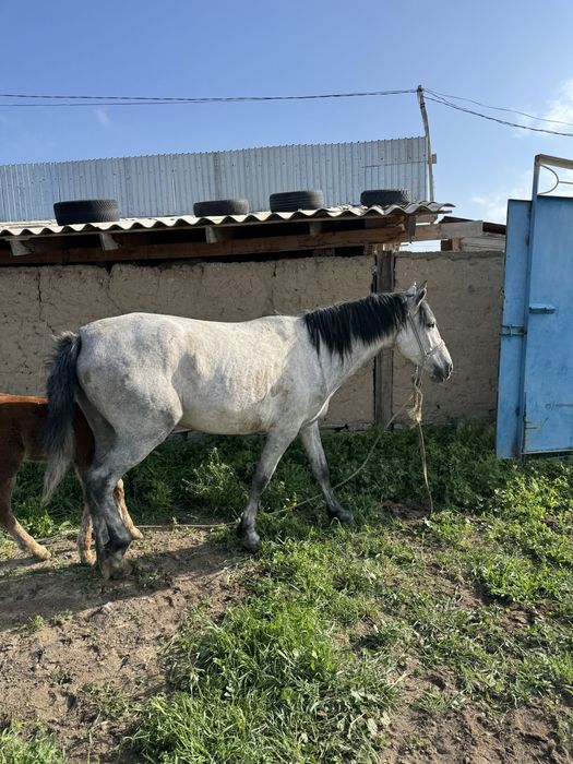 Құлынды бие //сауынды бие