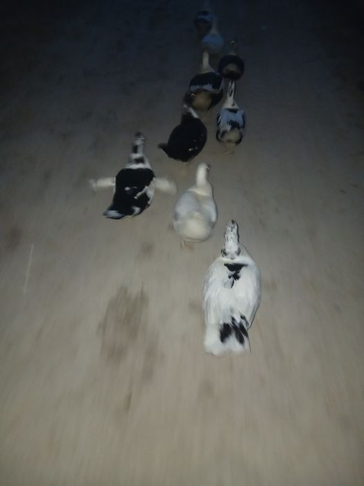 Индиуткалар  сотилади