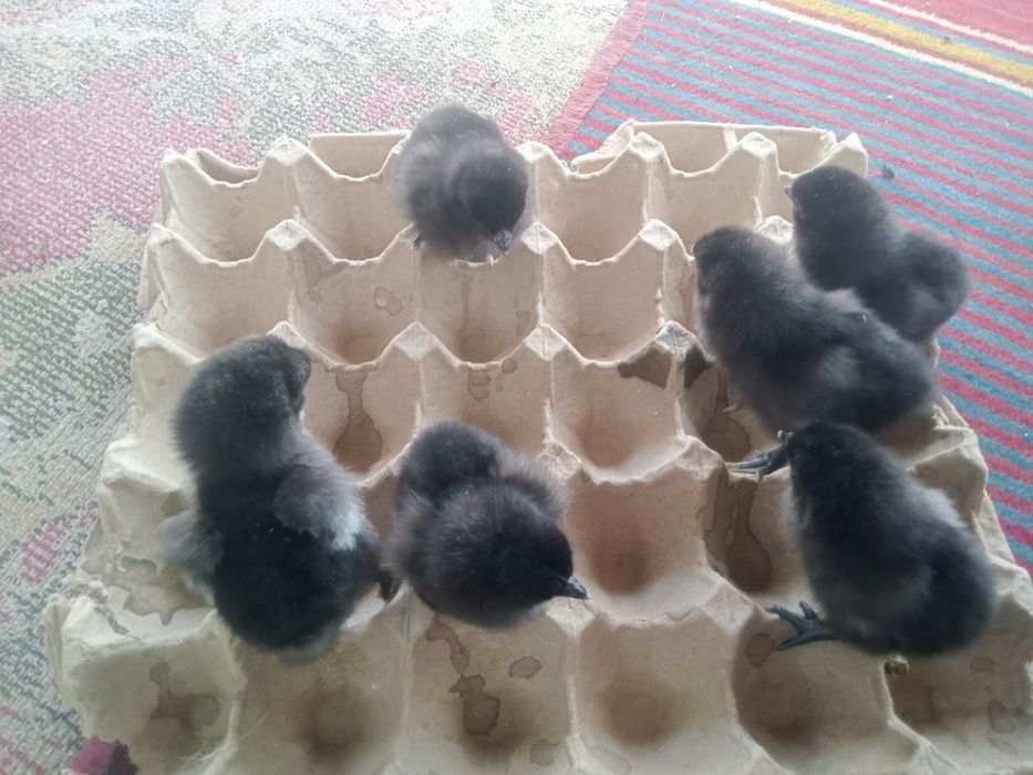 Продам домашних циплят