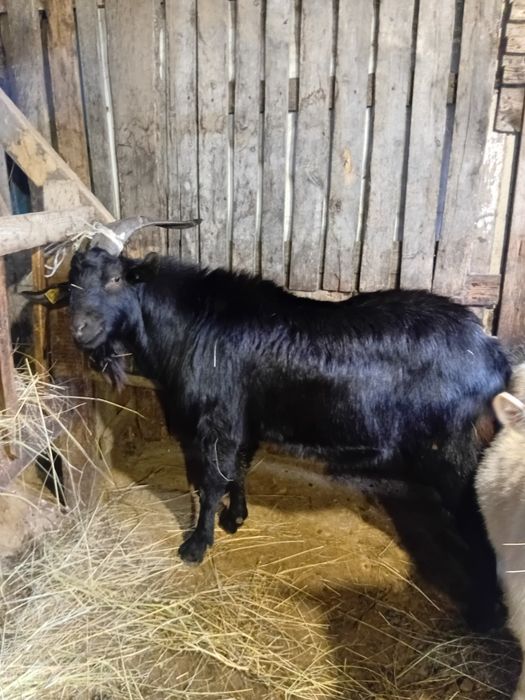 Занен Теке сатылады.