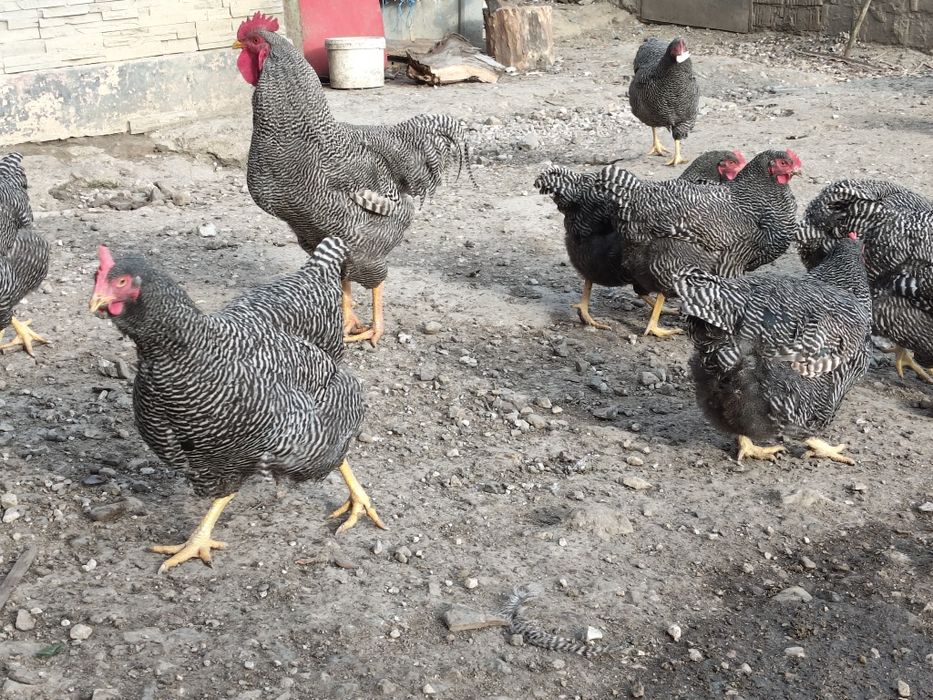 Vând ouă pentru incubat Plymouth Rock barat!