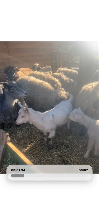 Capra de lapte cu ied