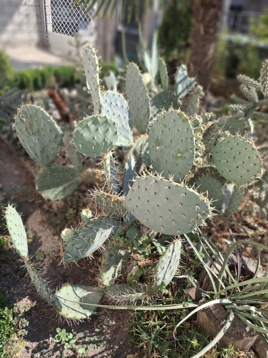 Кактуси-различни видове студеноустойчиви