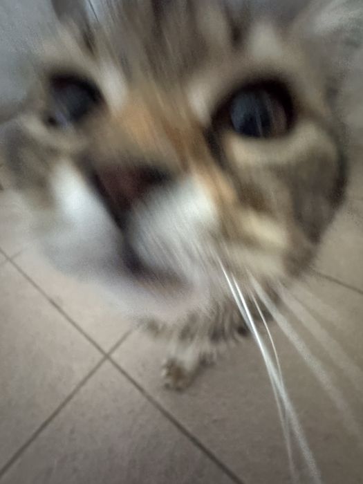 Котенок пароды скотиш страйт