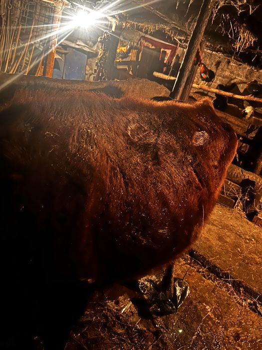 Сиыр сатылады и первотелка