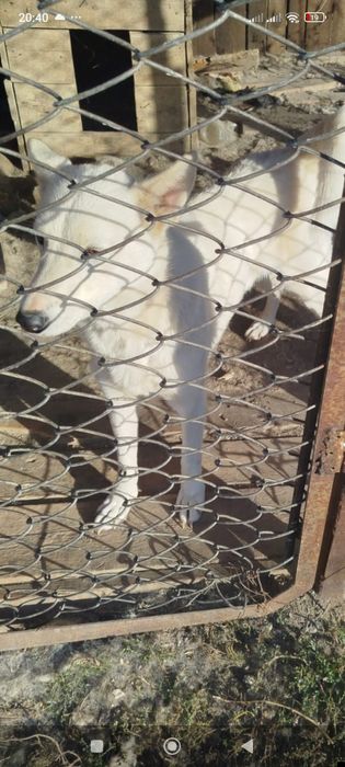 Собака Западно-Сибирская лайка