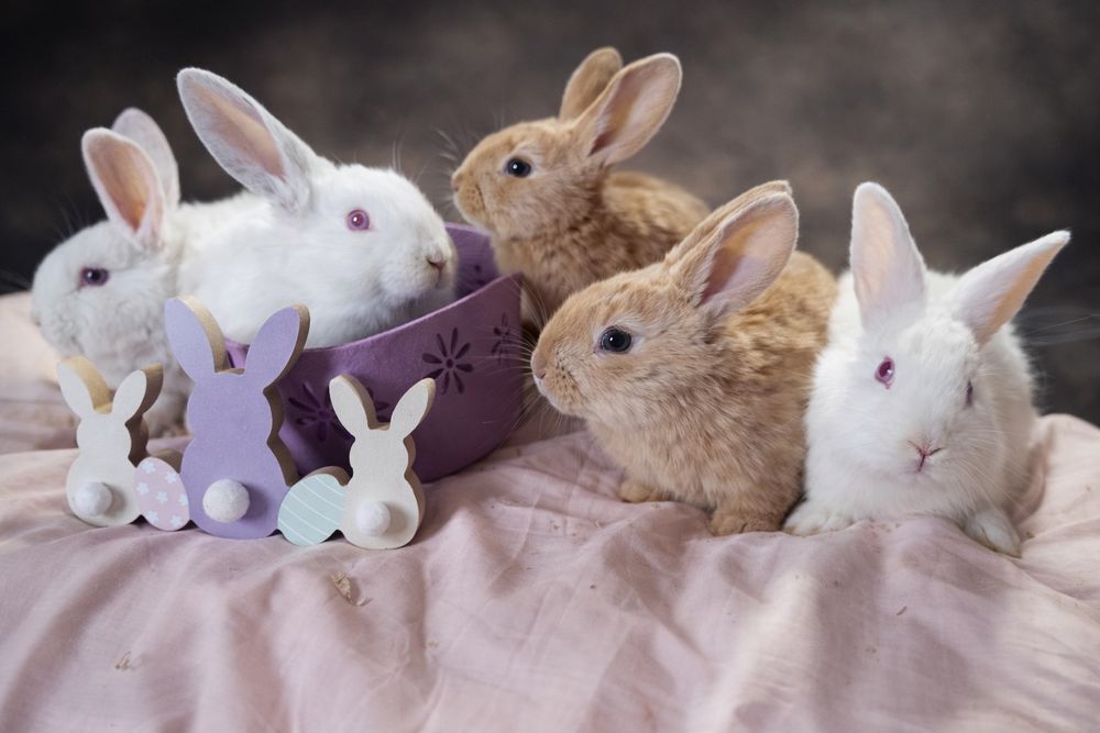 Vând iepuri diferite rase , vârste diferite