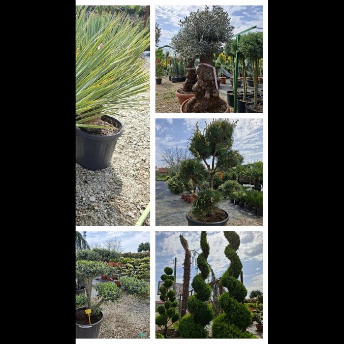 Vând plante ornamentale